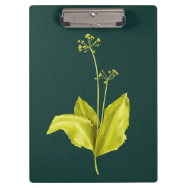グリーンプラントワイルドニンニク植物学 クリップボード