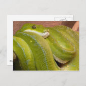 グリーンヘビ ポストカード (正面/裏面)