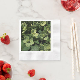 グリーンヘルボア 縁ありカクテルナプキン