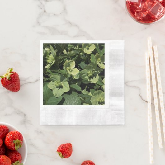 グリーンヘルボア 縁ありカクテルナプキン (インサイチュ)