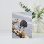 グリーンヘロン写真はがき ポストカード (スタンド正面)