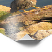 グリーンヘロン フォトプリント            (角)