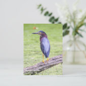 グリーンヘロン ポストカード (スタンド正面)