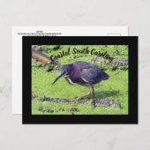 グリーンヘロン ポストカード (正面/裏面)