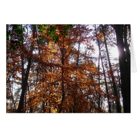 グリーンベルトの紅葉の木と陽の光 (正面横)
