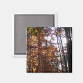 グリーンベルトの紅葉の木と陽の光 マグネット (正面/裏面)