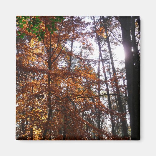 グリーンベルトの紅葉の木と陽の光 マグネット (正面)