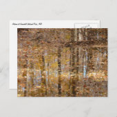 グリーンベルトパークでのスティルクリークでの反射 ポストカード (正面/裏面)