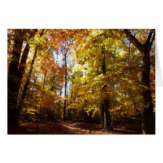 グリーンベルトパーク秋IIメリーランド自然シーン (正面横)