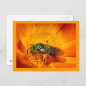 グリーンホーネット ポストカード (正面/裏面)