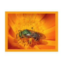 グリーンホーネット