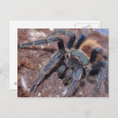 グリーンボトルブルーのポストカード ポストカード (正面/裏面)