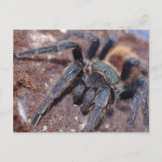 グリーンボトルブルーのポストカード ポストカード