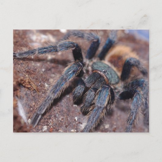 グリーンボトルブルーのポストカード ポストカード (正面)