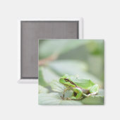 グリーンマグネットのヨーロッパツリーカエル マグネット (正面/裏面)