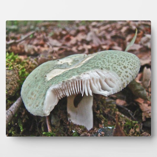グリーンマッシュルーム – Russula crusosa フォトプラーク (正面)