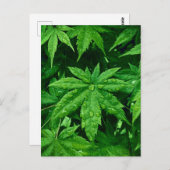 グリーンメープルイン春 ポストカード (正面/裏面)