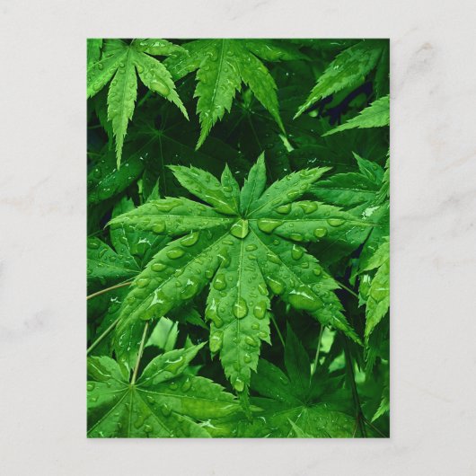 グリーンメープルイン春 ポストカード (正面)