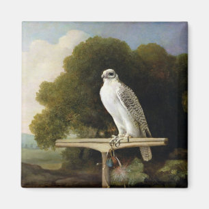 グリーンランドの《鳥》ハヤブサ(灰色の《鳥》ハヤブサ)、1780年(パネルの マグネット