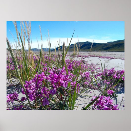 グリーンランドオルキド ポスター (正面)