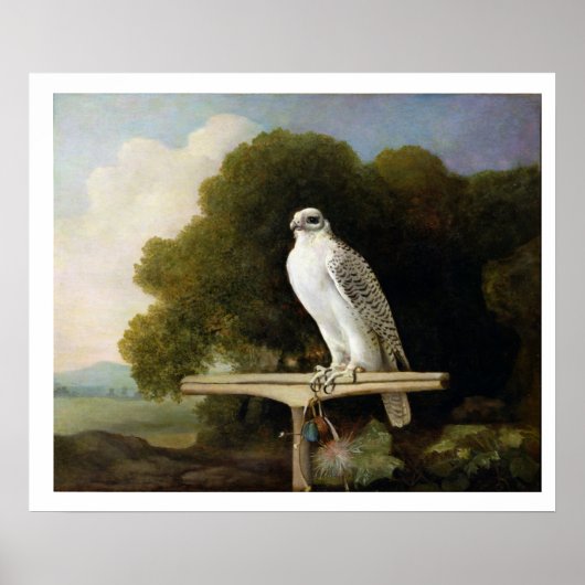 グリーンランド《鳥》ハヤブサ(グレー《鳥》ハヤブサ)、1780(油パネル) ポスター (正面)