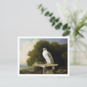 グリーンランド《鳥》ハヤブサ(グレー《鳥》ハヤブサ)、1780(油パネル) ポストカード (スタンド正面)