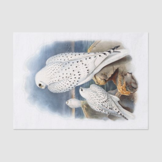 グリーンランド《鳥》ハヤブサ、デコページ 薄葉紙 (正面)