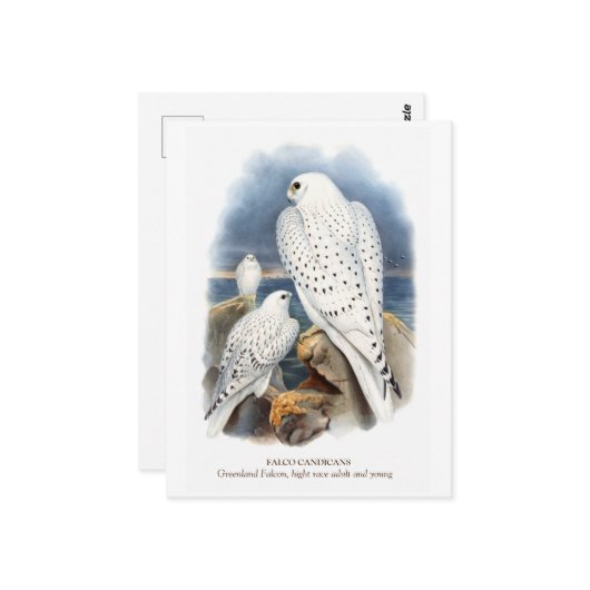 グリーンランド《鳥》ハヤブサ ポストカード (正面/裏面インサイチュ)