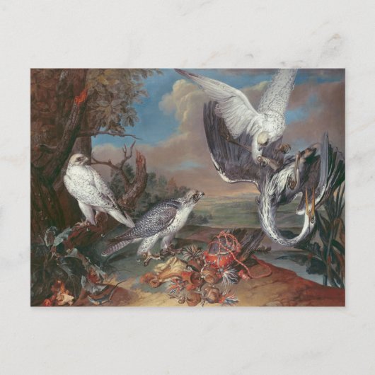 グリーンランドCyr《鳥》ハヤブサ ポストカード (正面)