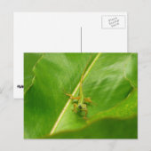 グリーンリザードオングリーンリーフ ポストカード (正面/裏面)