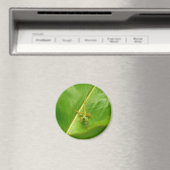 グリーンリザードオングリーンリーフ マグネット (インサイチュ (食洗機))