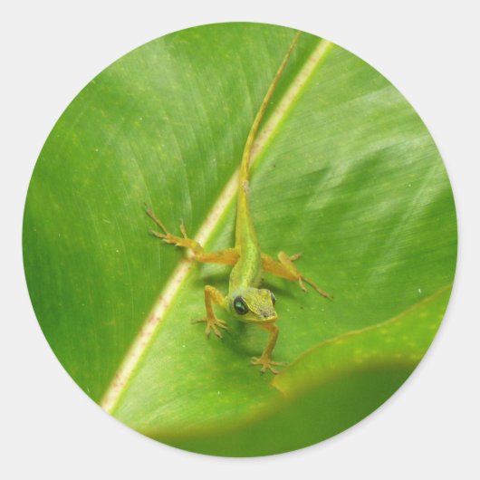 グリーンリザードオングリーンリーフ ラウンドシール (正面)