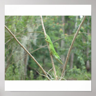 グリーンリザード ポスター