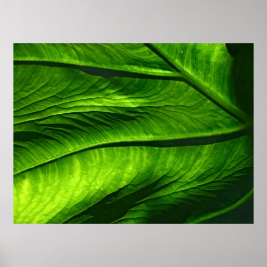 グリーンリーフのクローズアップ写真 ポスター (正面)