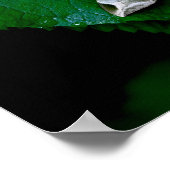 グリーンリーフのスフィンクス・モス ポスター (角)