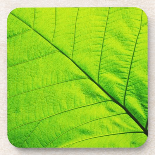 グリーンリーフコースター コースター (正面)