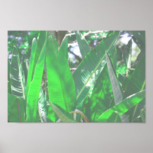 グリーンリーフバナナ型の植物葉パステル ポスター (正面)