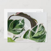 グリーンリーフ惑星サバ ポストカード (正面/裏面)