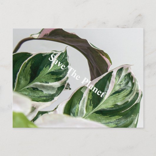 グリーンリーフ惑星サバ ポストカード (正面)