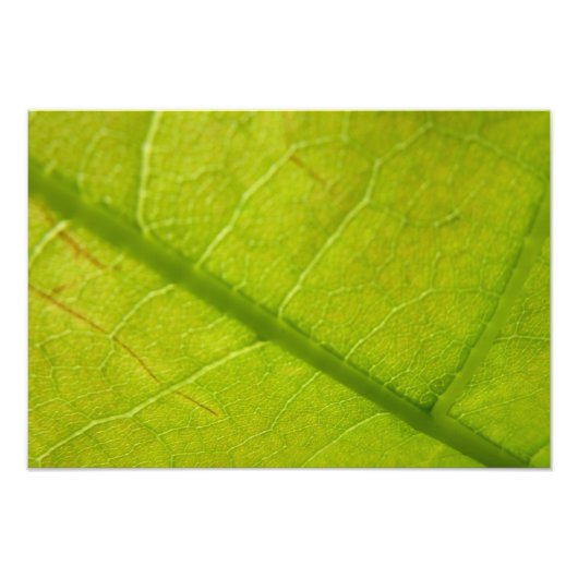グリーンリーフ植物学自然撮影 フォトプリント (正面)