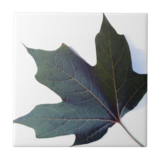 グリーンリーフ タイル (正面)