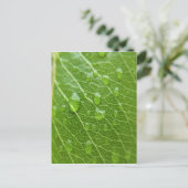 グリーンリーフ ポストカード (スタンド正面)