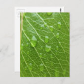 グリーンリーフ ポストカード (正面/裏面)