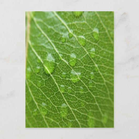 グリーンリーフ ポストカード (正面)
