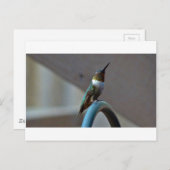 グリーンルビーリトルハミングバード ポストカード (正面/裏面)