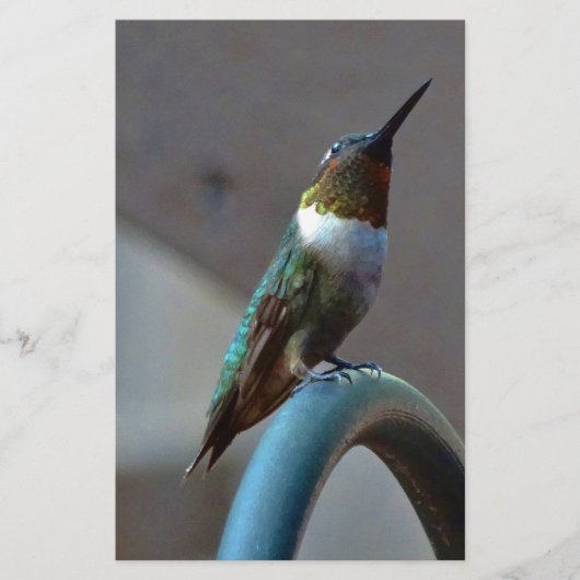 グリーンルビーリトルハミングバード 便箋 (正面)