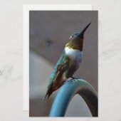 グリーンルビーリトルハミングバード 便箋 (正面/裏面)