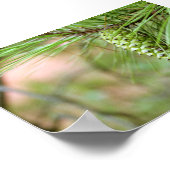 グリーンロングリーフパインコーン ポスター (角)