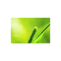 グリーンワールド