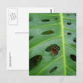 グリーン上で ポストカード (正面/裏面)